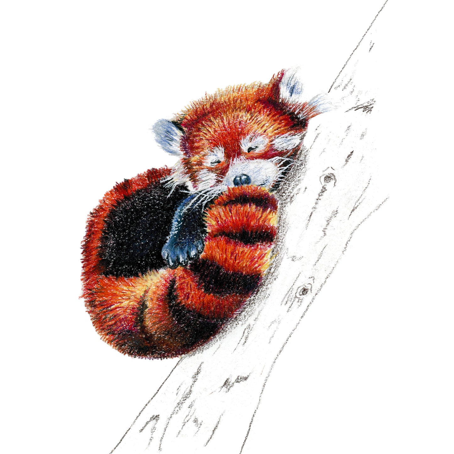 Red Panda